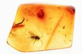 Detailed Fossil Barklouse (Psocodea) In Baltic Amber #346629-1